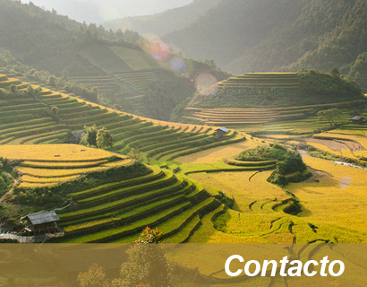 Contactanos zafarani basmati rice